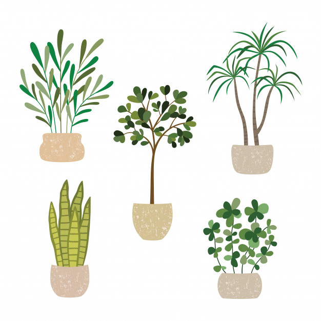 plants